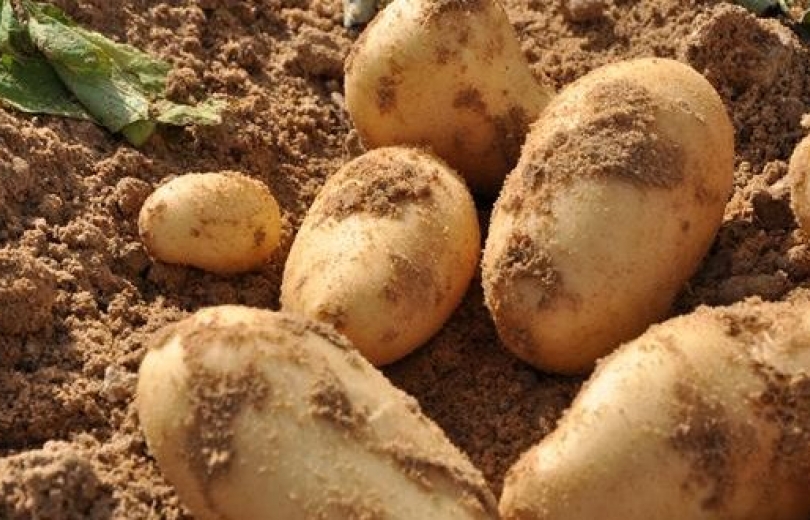 مزارعو البقاع الى سلامة وصفير :نريد اعتمادات مالية لشراء بذار البطاطا 