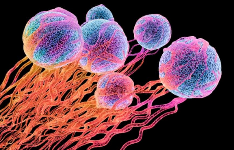 تجارب عقار «يجبر» الخلايا السرطانية على الموت