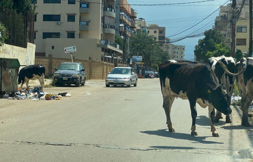 بالصور.. الأبقار الشاردة تجتاح مدينة لبنانية!