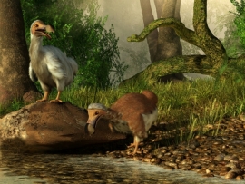 تقدم علمي مذهل قد يعيد طائر الدودو المنقرض منذ 350 عاما