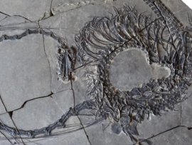 العثور على بقايا “مخلوق” عمره أكثر من 240 مليون عام