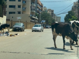 بالصور.. الأبقار الشاردة تجتاح مدينة لبنانية!