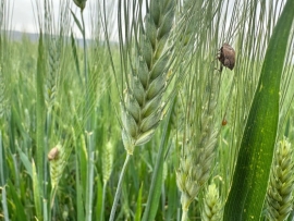 بالصور.. حشرة السونا تغزو حقول القمح.. والترشيشي: للمكافحة السريعة